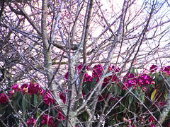 Behind Bare Branches.