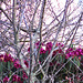 Behind Bare Branches.