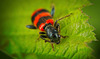 Der Gemeine Bienenkäfer (Trichodes apiarius) auf Tour :)) The common bee beetle (Trichodes apiarius) on tour :)) Le coléoptère commun des abeilles (Trichodes apiarius) en tournée :))