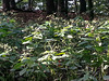 20140903 050Hw [D~SHG] Wesergebirge, Rinteln