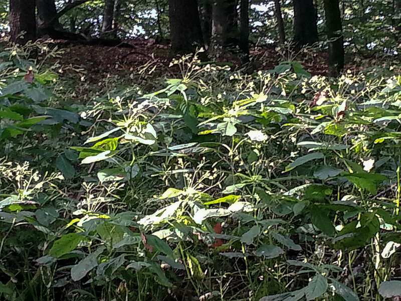 20140903 050Hw [D~SHG] Wesergebirge, Rinteln