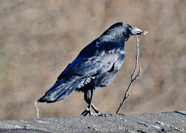 Crow gathering nesting material