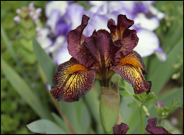 Iris nain 'Firestorm'