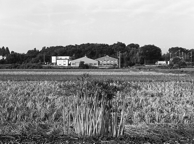 Spider lilies in the paddy fields