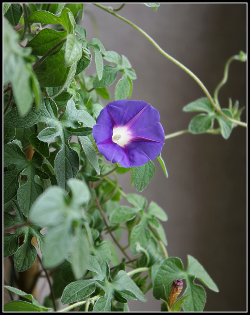 Ipomoea Kruger Park (14)