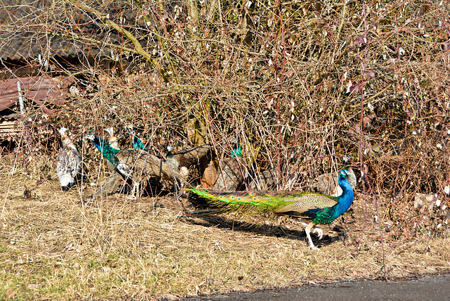 Mr. Peacock and his harem