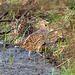 The pheasant was quite friendly for a while