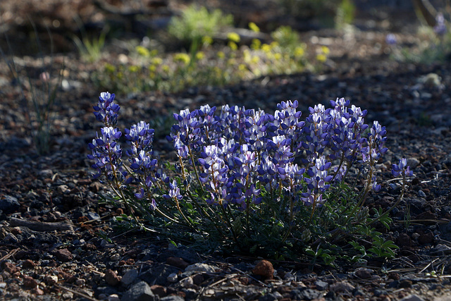 Silvery Lupine