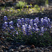 Silvery Lupine