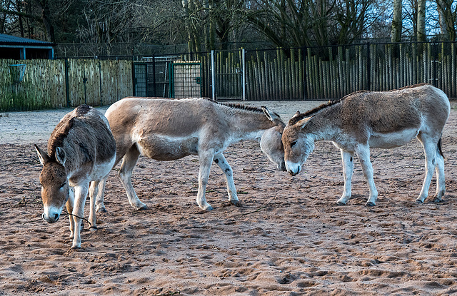 Onagers