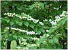 Viburnum Plicatum Tomentosum /Summer snowflakes