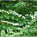 Viburnum Plicatum Tomentosum /Summer snowflakes