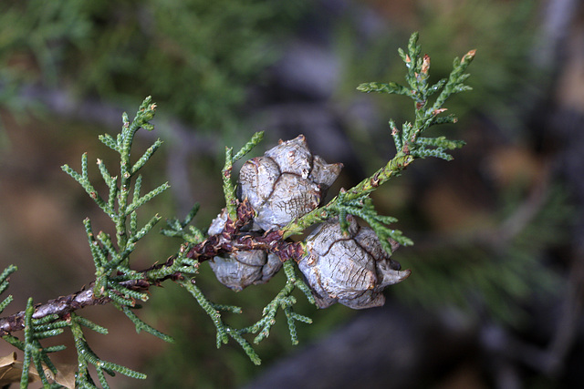 Alligator Juniper