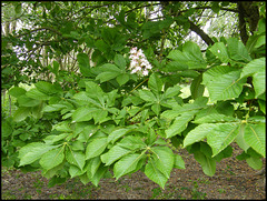 horse chestnut candle