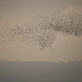 Murmuration