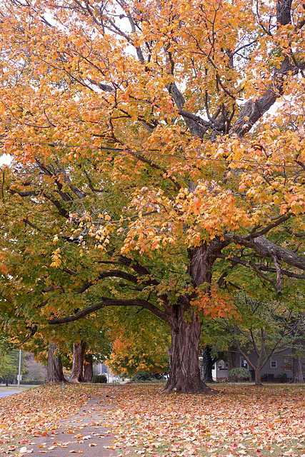 Fall Tree 2024