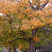 Fall Tree 2024