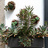 A succulent wall at a shoes shop entrance