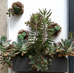 A succulent wall at a shoes shop entrance