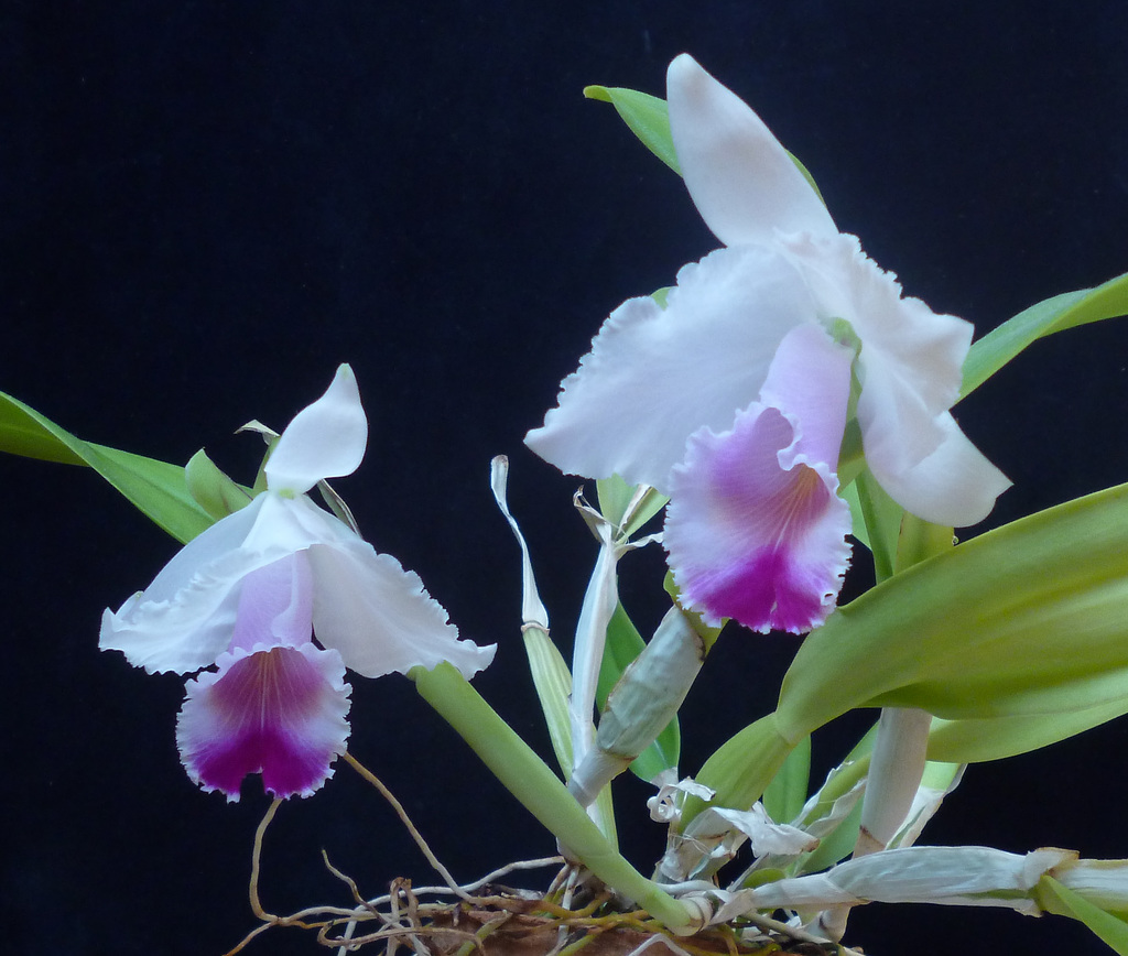Cattleya quadricolor