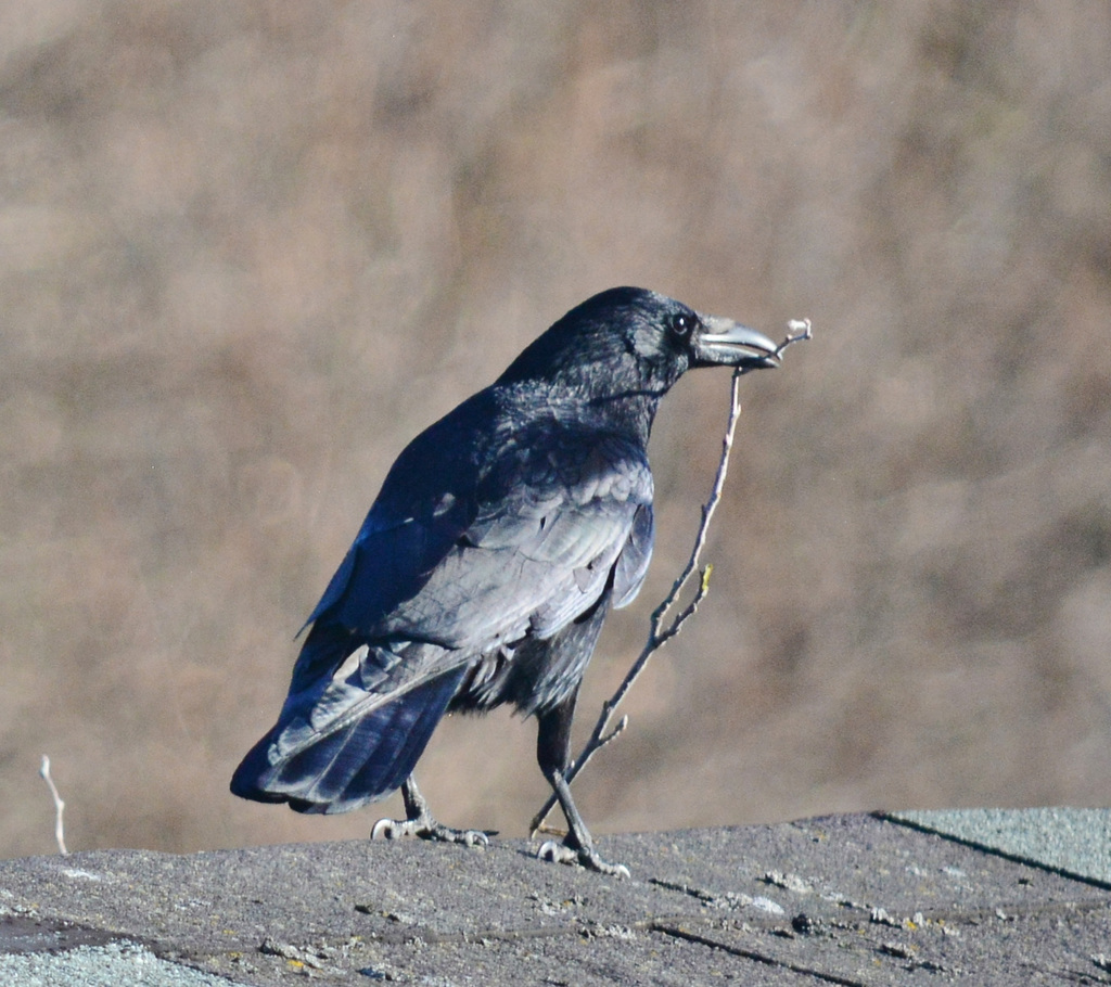 Crow gathering nesting material