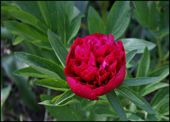 Paeonia officinalis