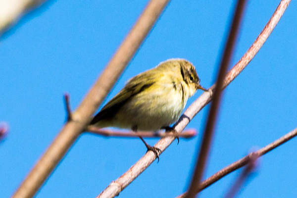 Goldcrest -DSB 2760