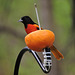 Baltimore Oriole