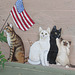 Patriotic Cats