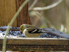 American goldfinch