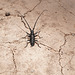 Monochamus notatus  (northeastern sawyer), Bryce Canyon