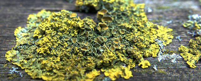 Lichen 7