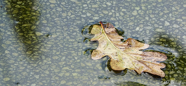 Regenwetter...  Rainy weather