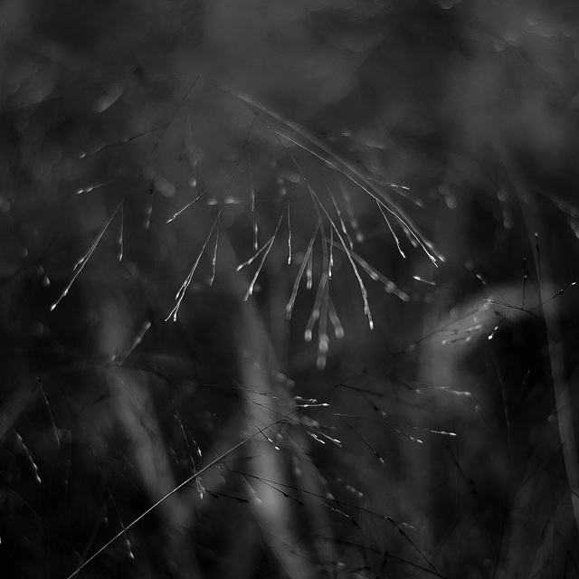 Marshland Grasses 074