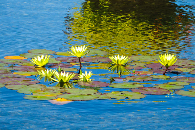 Water Lilies