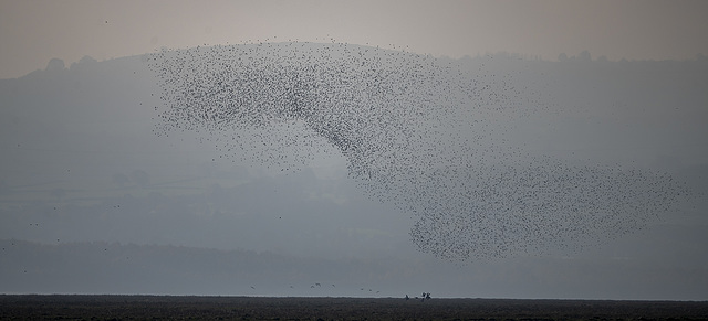 Murmuration