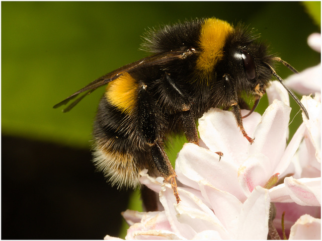 EF7A3868 Bumblebee