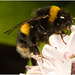 EF7A3868 Bumblebee