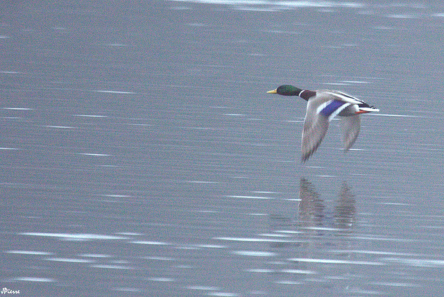 Colvert en shooting