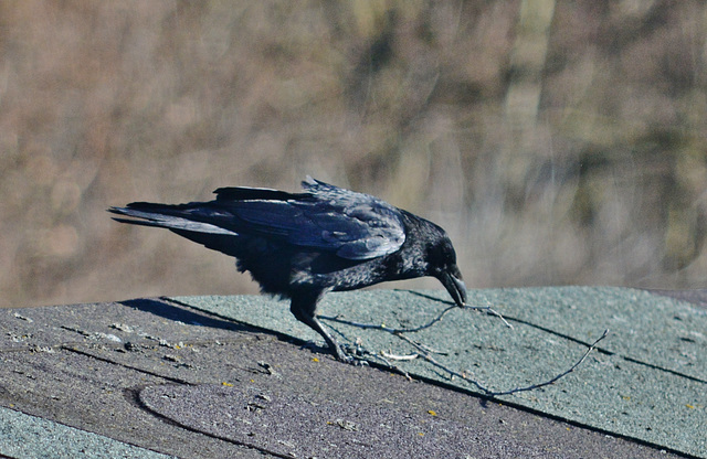 Crow gathering nesting material