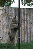 Braunbär (Zoo Heidelberg)