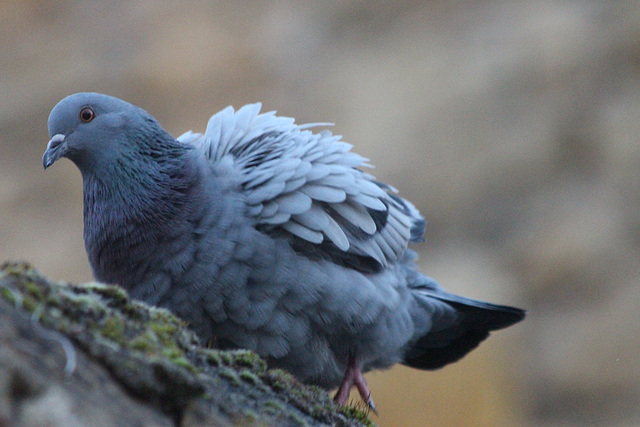 pigeon sauvage
