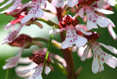 Orchis pourpre