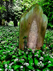 Bothal Churchyard. Northumberland covered with fragrant wild garlic