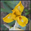 Cache of Gold (2)