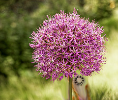 Allium