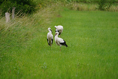 Aus dem Nest auf die Wiese