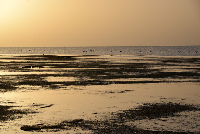 Evening tide. I