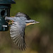 Nuthatch