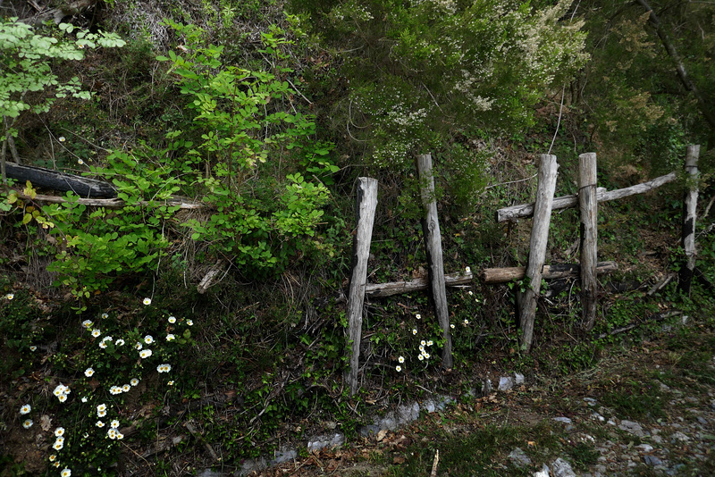 old fence in the wild